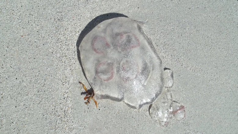 Jellyfish on a Miami beach