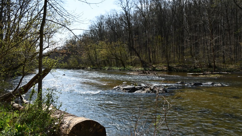 Gunpowder River flowing through forest