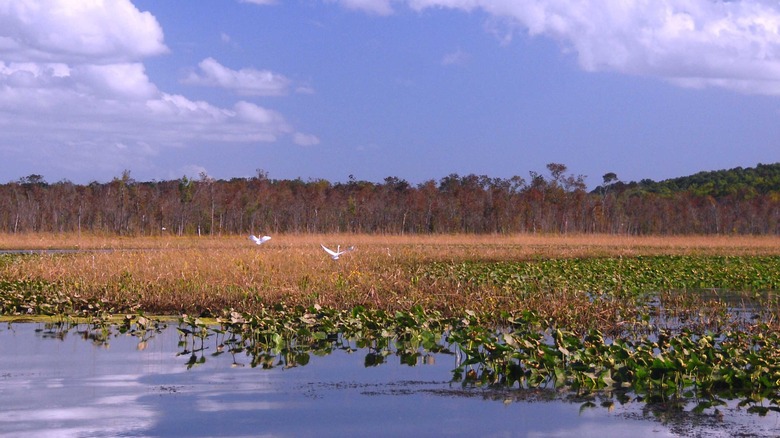 Mattawoman Creek reeds and flying egrets
