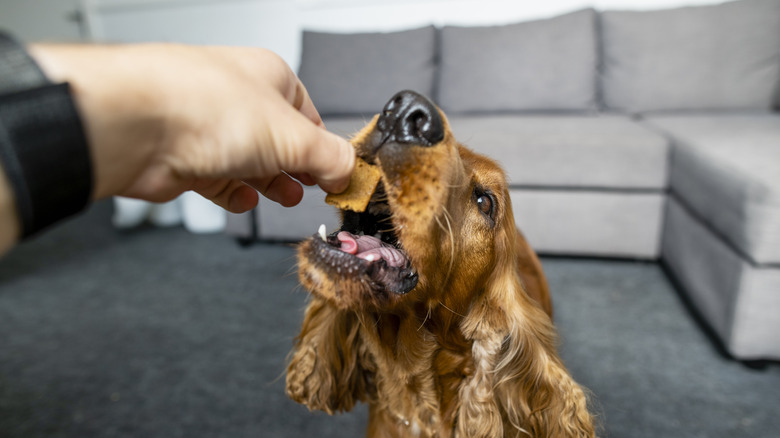 Dog receiving a treat