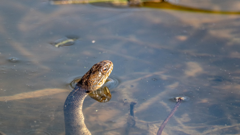 Common water snake's head peeking through water