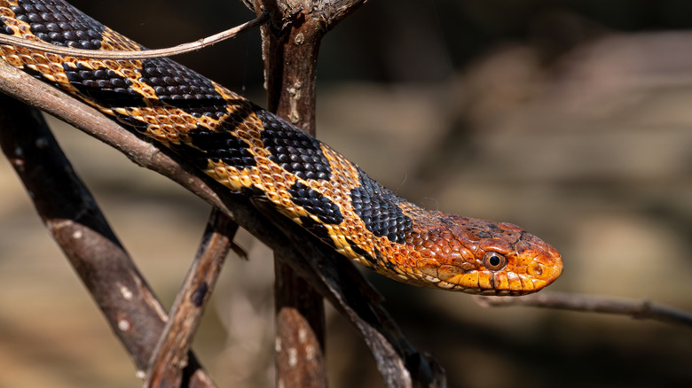Close-up photo of eastern foxsnake