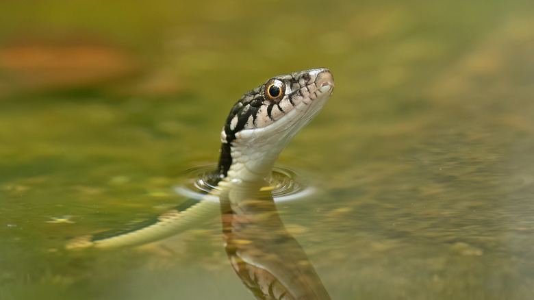 Snake peaking its head out of lake