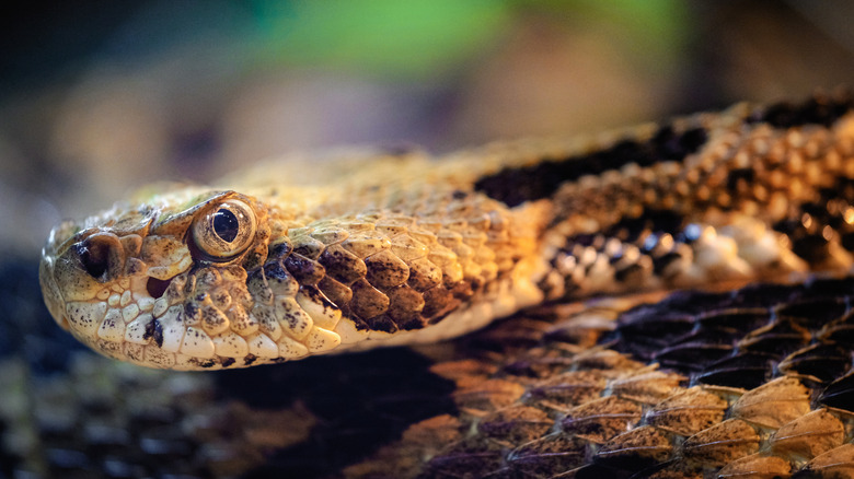 Close-up photo of timber rattlesnake