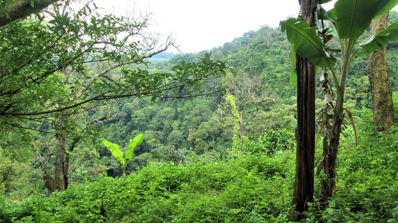The impenetrable Darién Gap