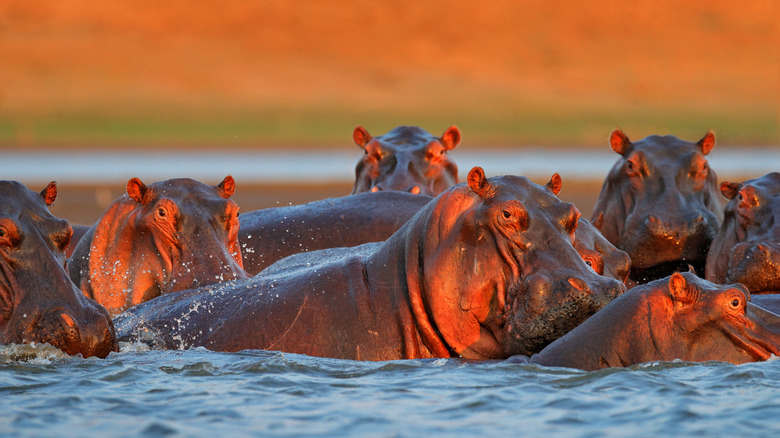 Hippos at a Zimbabwe park