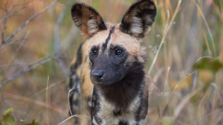 Kafue National Park wild dog