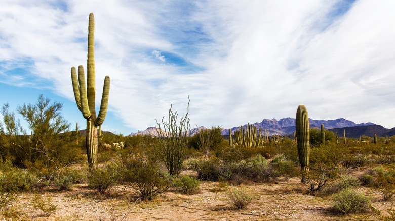Arid terrain of Organ Pipe