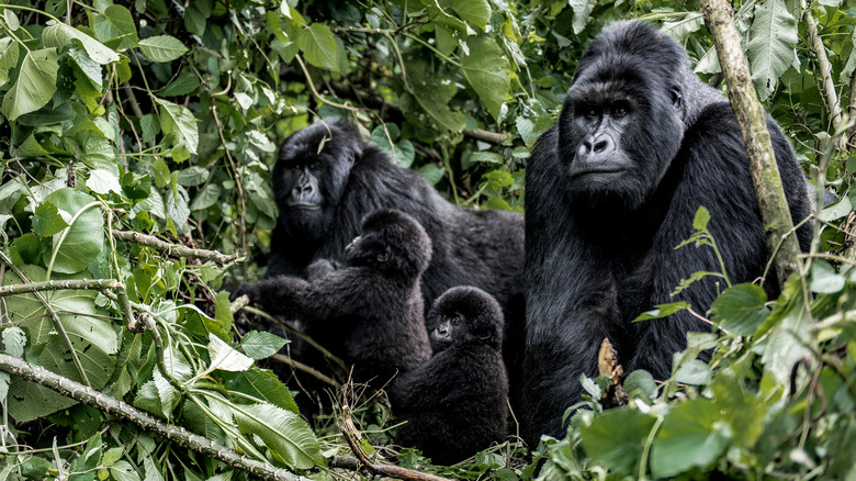 Virunga Nationa; Park's mountain gorillas