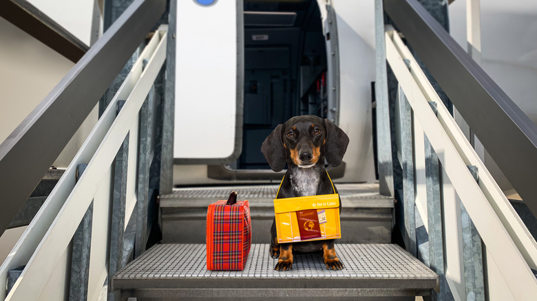 A cute dachshund with luggage boarding a plane