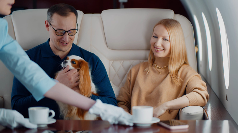Two guests with their cocker spaniel flying first-class