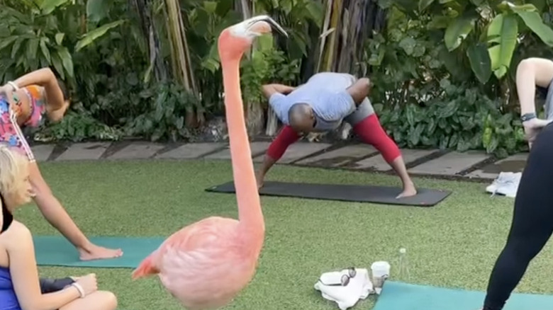 Close up of flamingo surrounded by people on yoga mats