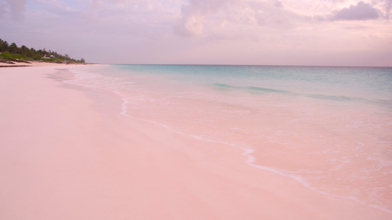 Pink sand beach on Harbour Island, Bahamas at sunset with a cotton candy sky