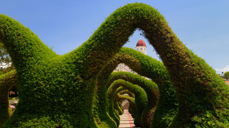 a tunnel of mismatched topiary arches with the steele of a church peeking through