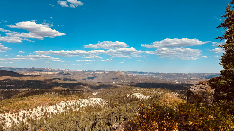 An expansive blue sky sits over pine forests, distant mountains, and foothills at Lava Point Overlook in Zion National Park
