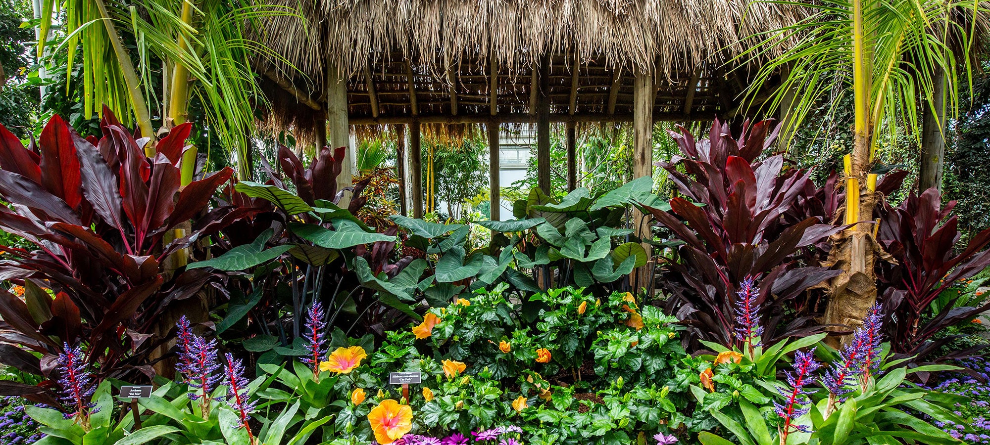 Hawaii is in bloom this summer — in the Bronx — thanks to the New York Botanical Garden’s Georgia O’Keeffe: Visions of Hawaii installation.