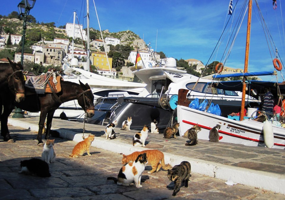 Hydra, Greece by Cristina Petrisor