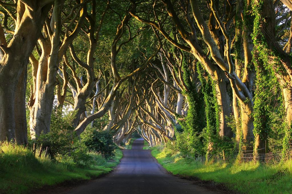Game of Thrones Filming Locations: Dark Hedges, Northern Ireland