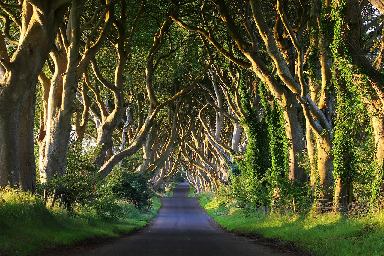 Game of Thrones Filming Locations: Dark Hedges, Northern Ireland