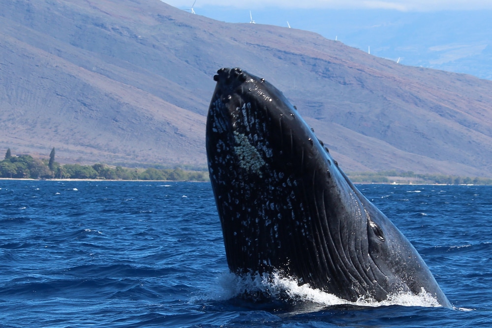 Humpback whale off the coast of Maui by Katie Sheppard
