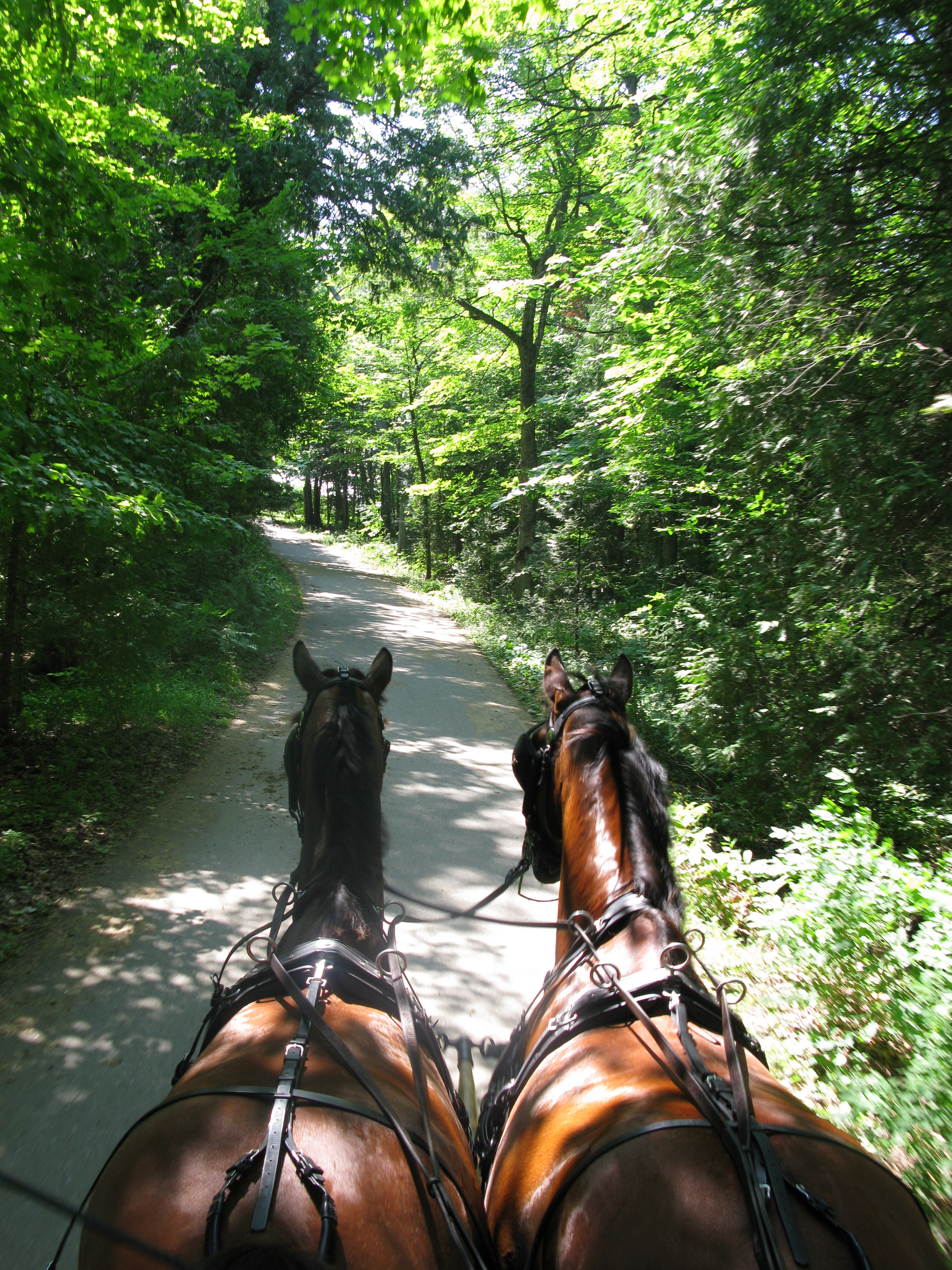 Mackinac Island | Great Lakes Michigan | Family Vacations | US Islands | Woods