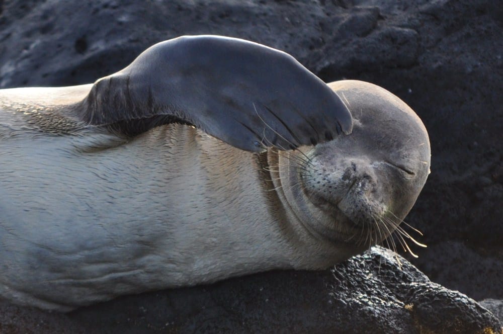 Endemic monk seal, Kauai by John Tobin