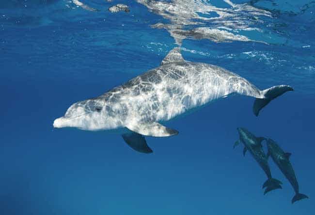 Snorkeling with Dolphins