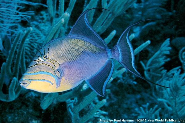 10_queen_triggerfish_islands_caribbean_snorkeling_fish