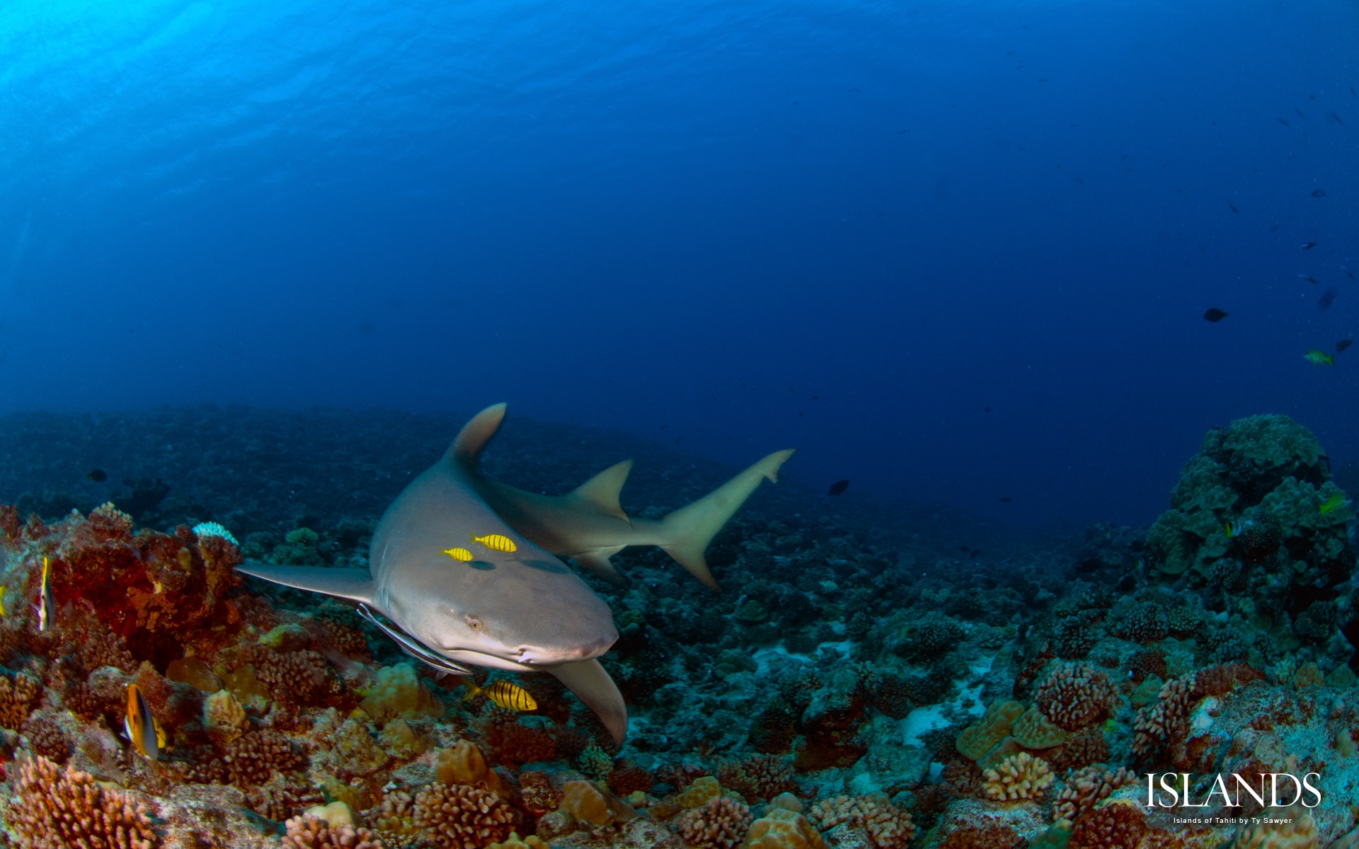 11 desktop wallpaper background tahiti shark scuba diving snorkeling.jpg