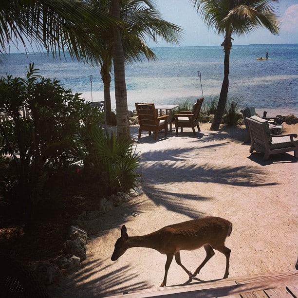 florida keys instagram photos little palm island key deer