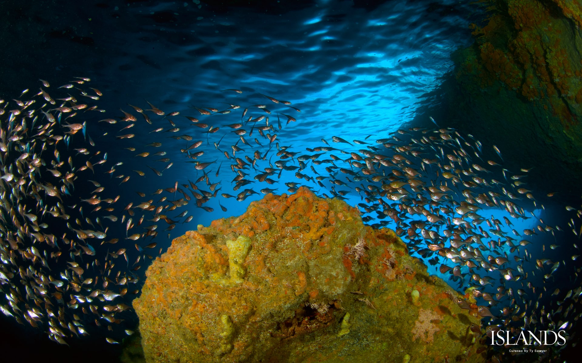 1 desktop wallpaper background curacao scuba diving snorkeling fish.jpg