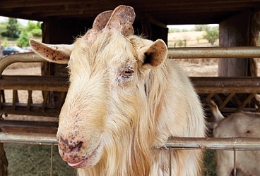 Discover1108_Goat_03.jpg