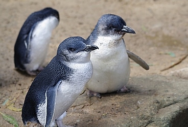 Discover1108_Penguins2_03.jpg