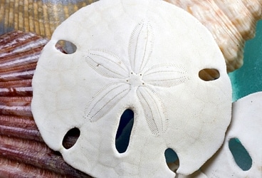 Discover1108_Sanddollar2_03.jpg