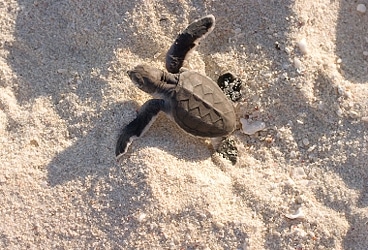 Florida_turtles_main_03.jpg