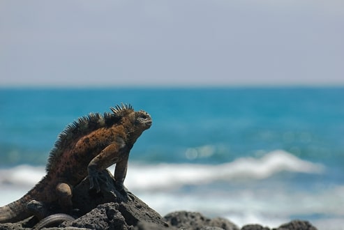 Galapagos_Islands08_02_03.jpg