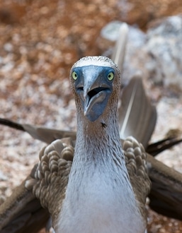 Galapagos_Islands08_04_03.jpg