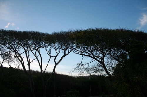 Grenadines: Most recent trip to Petit St. Vincent in 2008