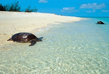 Wilson_Island_turtles_03.jpg