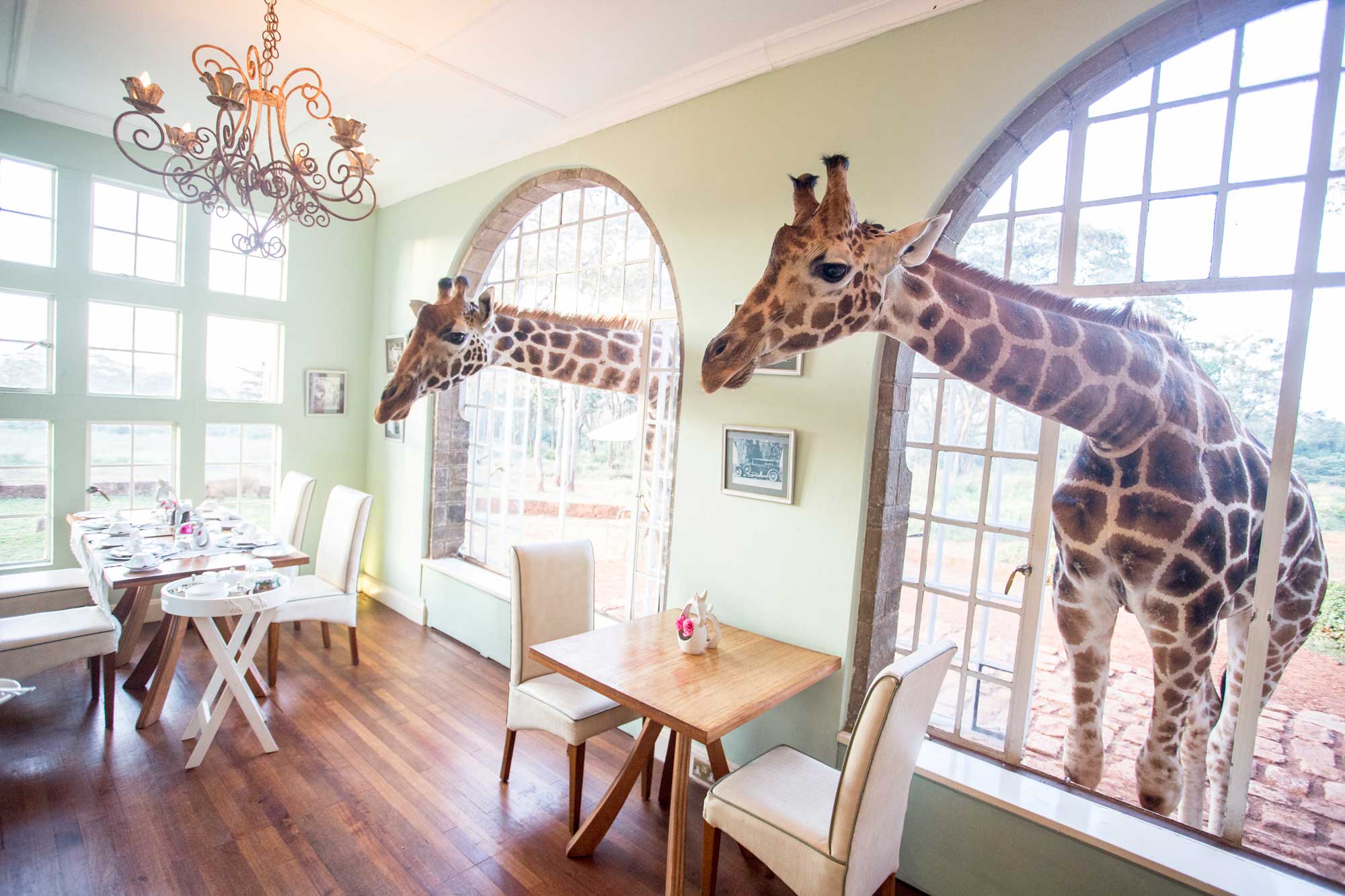 Best honeymoon destination: Giraffe Manor, Kenya | Best Places in the World for Honeymoons | Romantic Vacations and Destinations