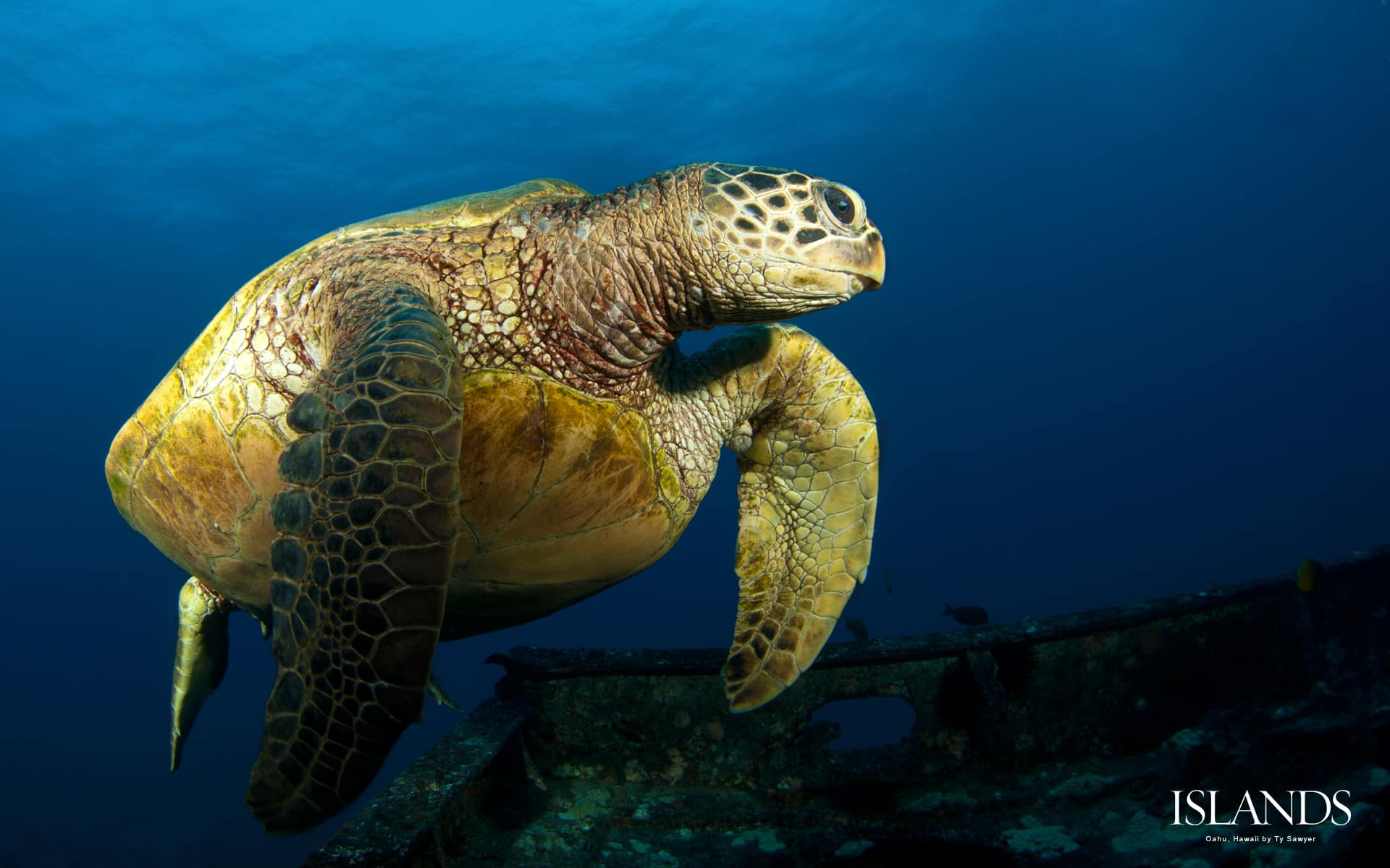 2 desktop wallpaper background oahu hawaii turtle scuba diving snorkeling.jpg