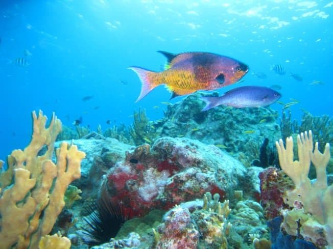 15 Reasons to Vacation at Caneel Bay in the USVI | US Virgin Islands Resort | Underwater