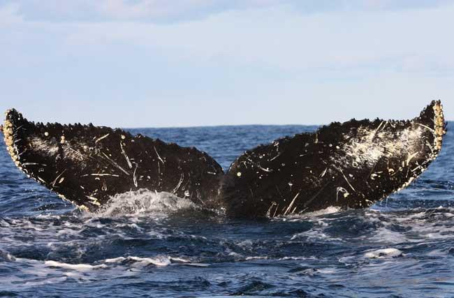 See Humpback Whales