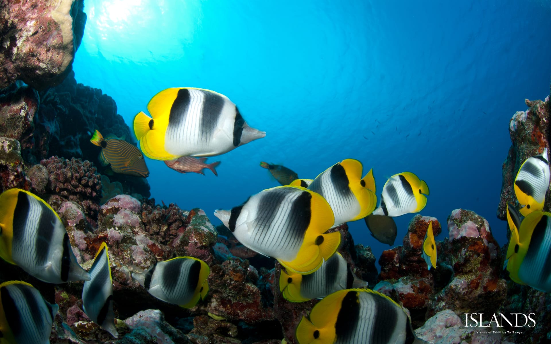 30 desktop wallpaper background tahiti fish scuba diving snorkeling.jpg