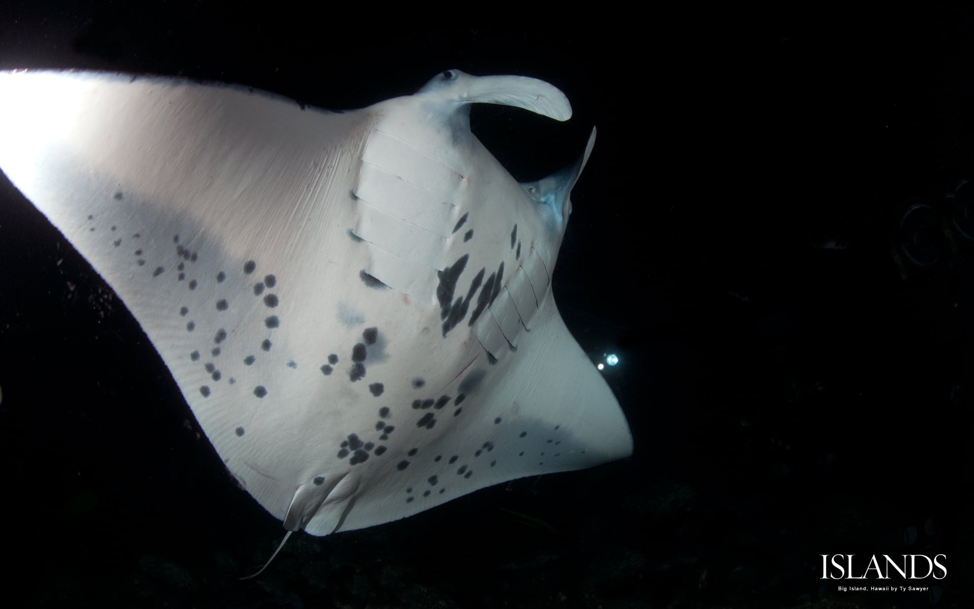 3 desktop wallpaper background big island hawaii manta night dive scuba diving.jpg