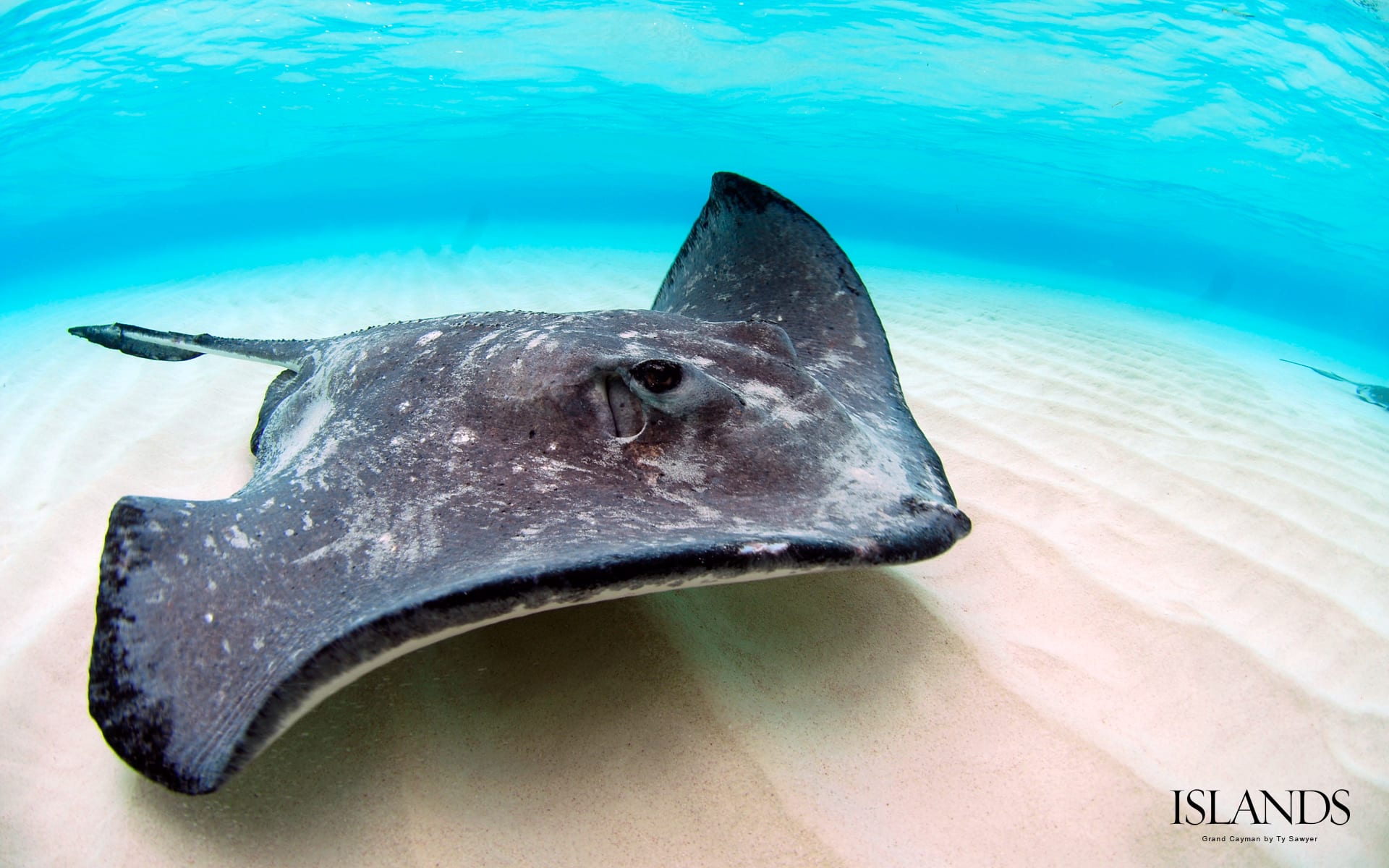 4 desktop wallpaper background stingray grand cayman snorkeling diving.jpg