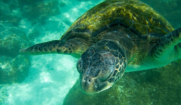 12 travel bucket list galapagos turtles istockphoto