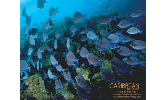 49 ctl-snorkeling-bonaire_marine