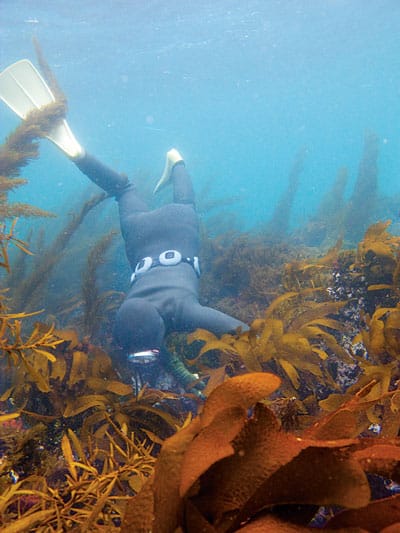 jeju-women-diving.jpg