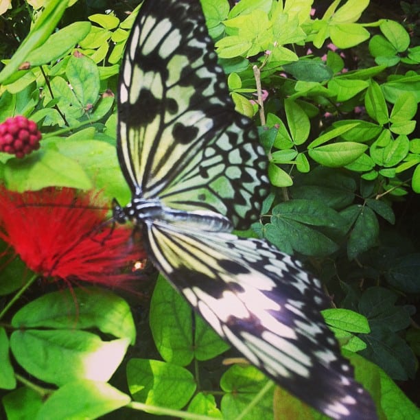 florida keys instagram photos key west butterfly conservatory